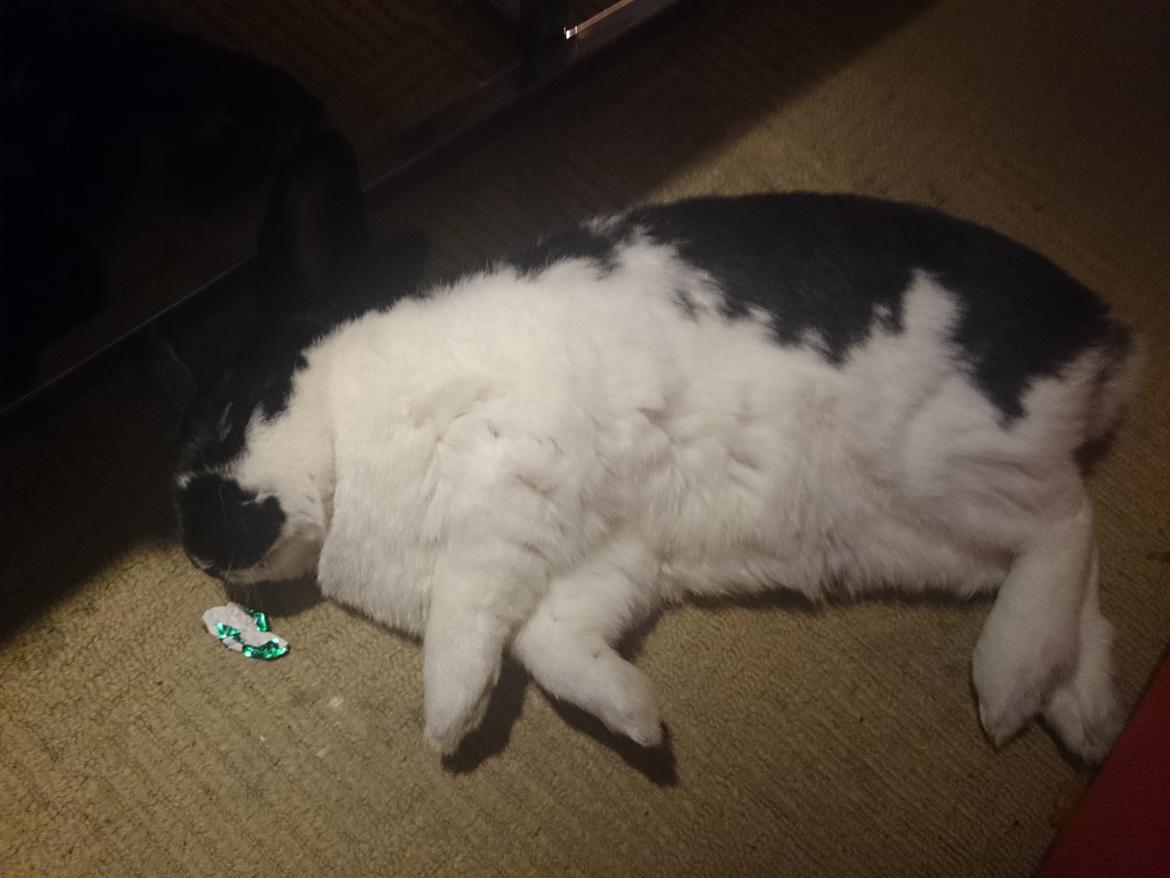 Kanin Bastian billede 31