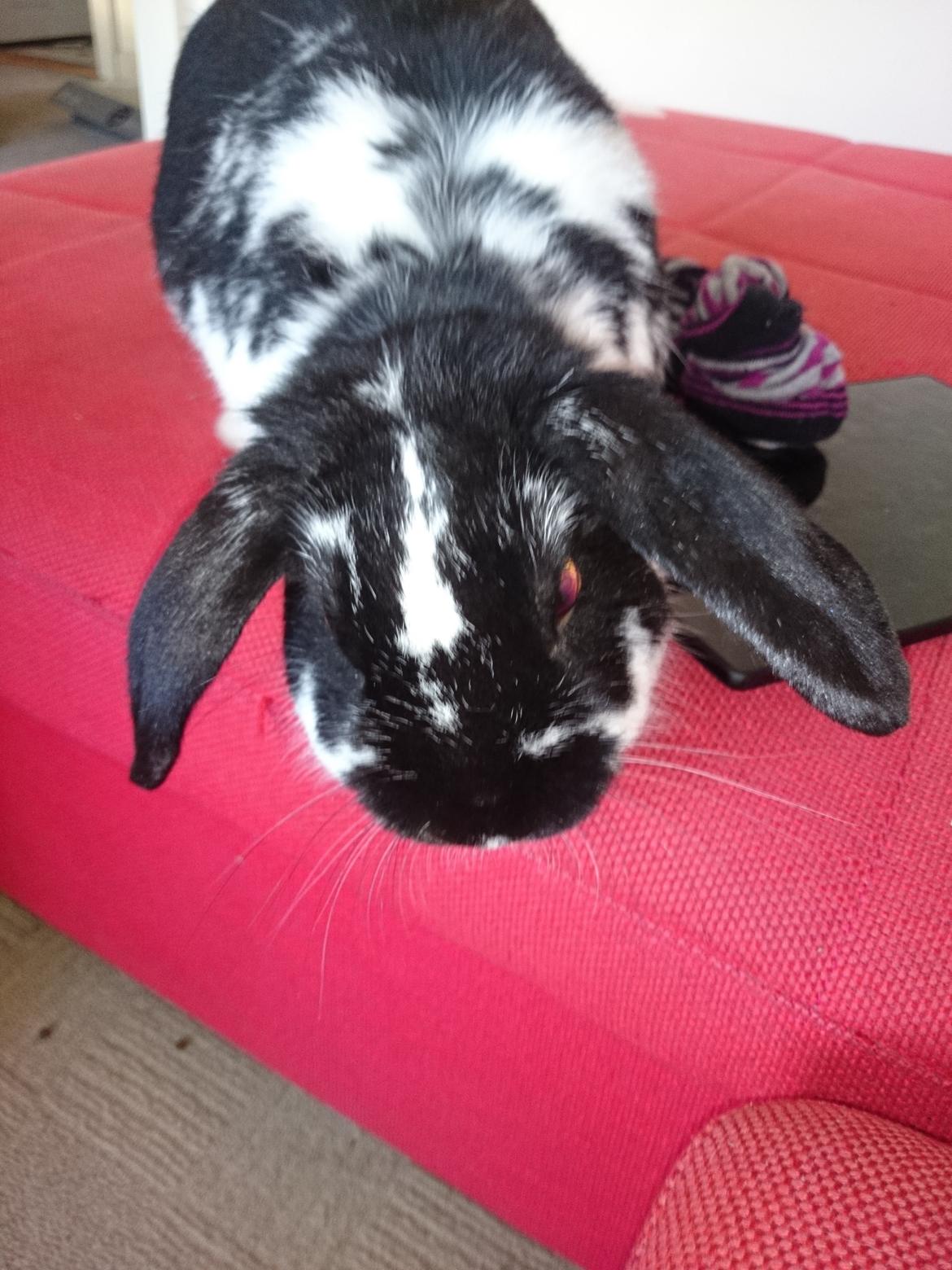 Kanin Bastian billede 32