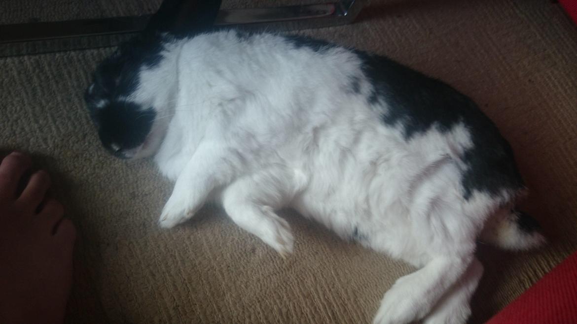 Kanin Bastian - Bastians foretrukne beskæftigelse  billede 6