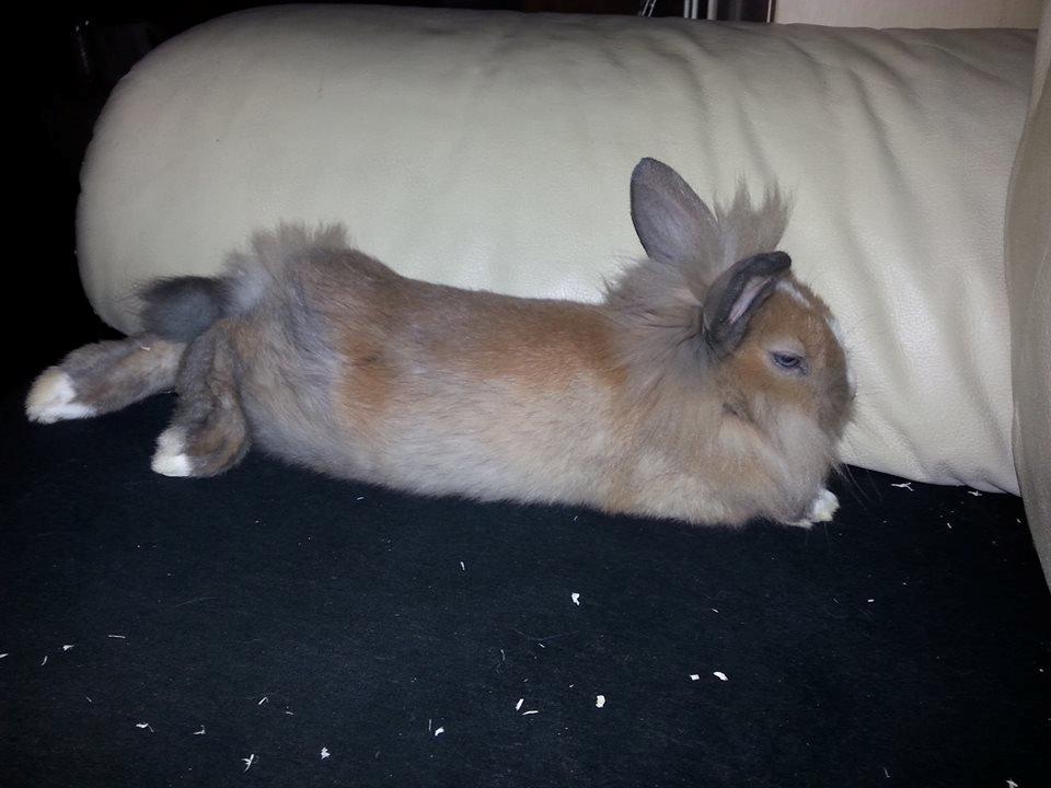 Kanin Fighter by Heart billede 10