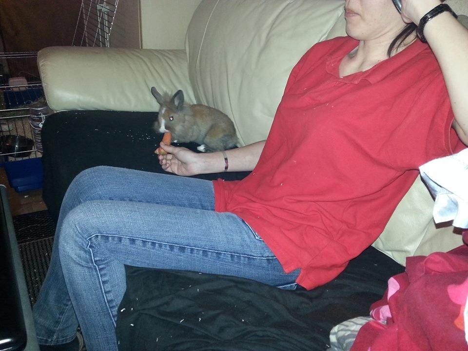 Kanin Fighter by Heart billede 8