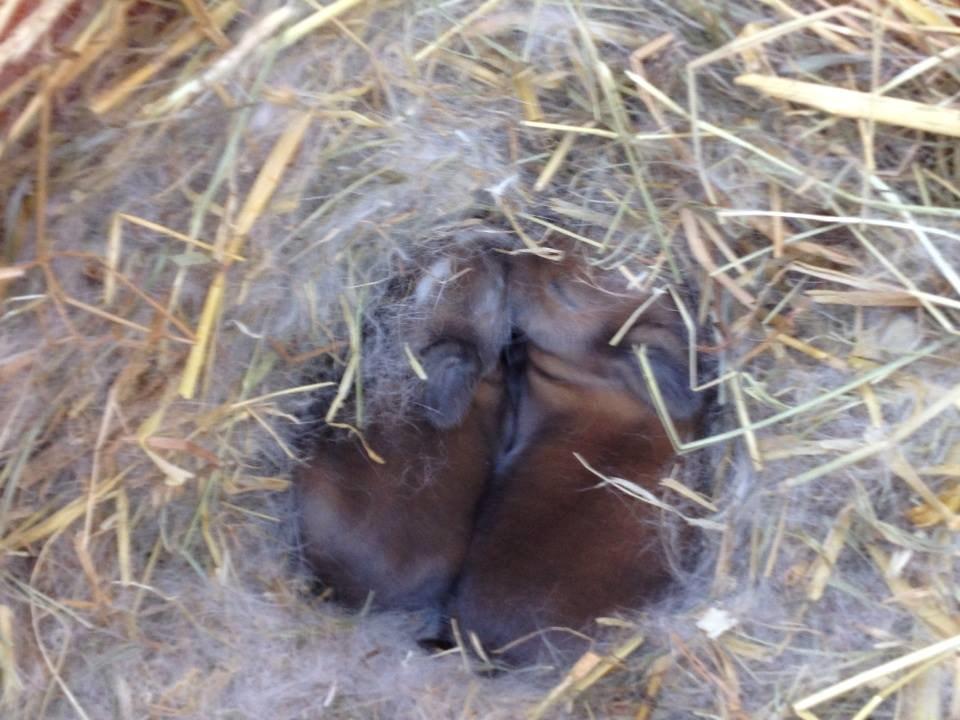 Kanin Fighter by Heart billede 11