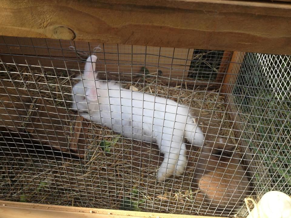 Kanin Fighter by Heart - Fighter sammen med sin mor billede 13