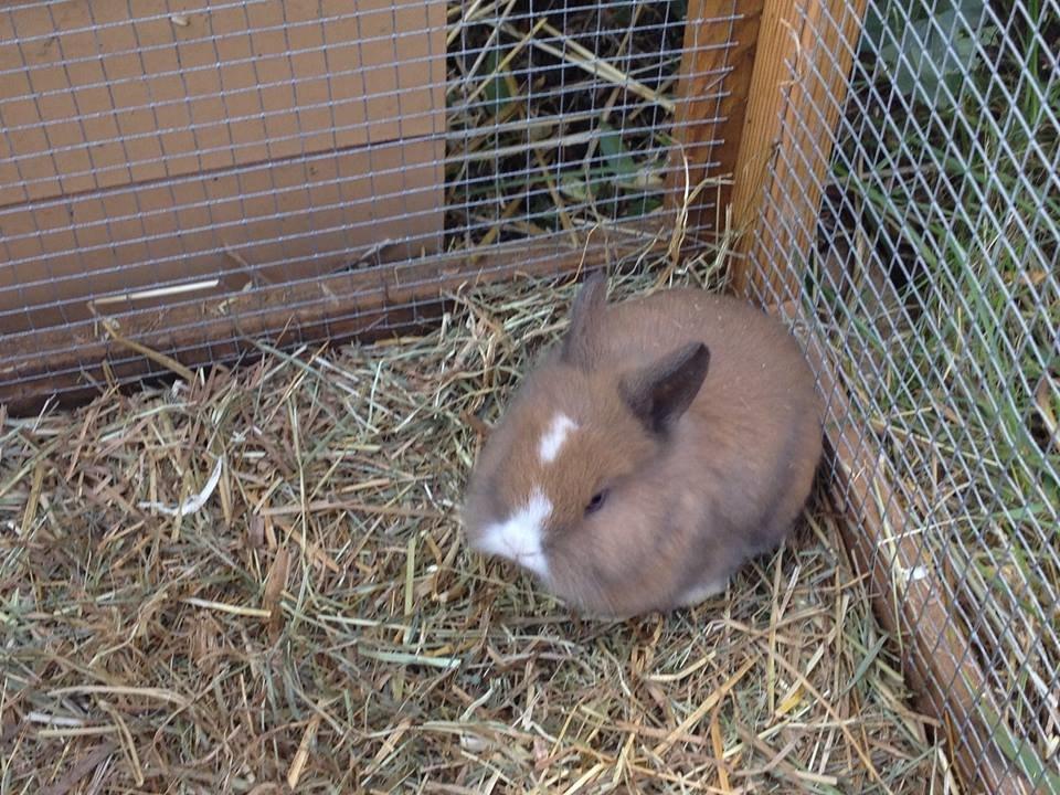 Kanin Fighter by Heart billede 12