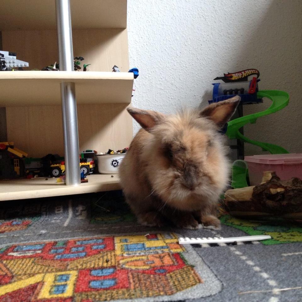 Kanin Fighter by Heart - Fighter´s far billede 16