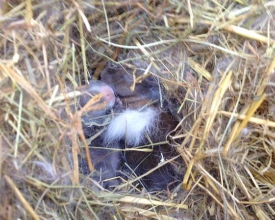 Kanin Fighter by Heart billede 17