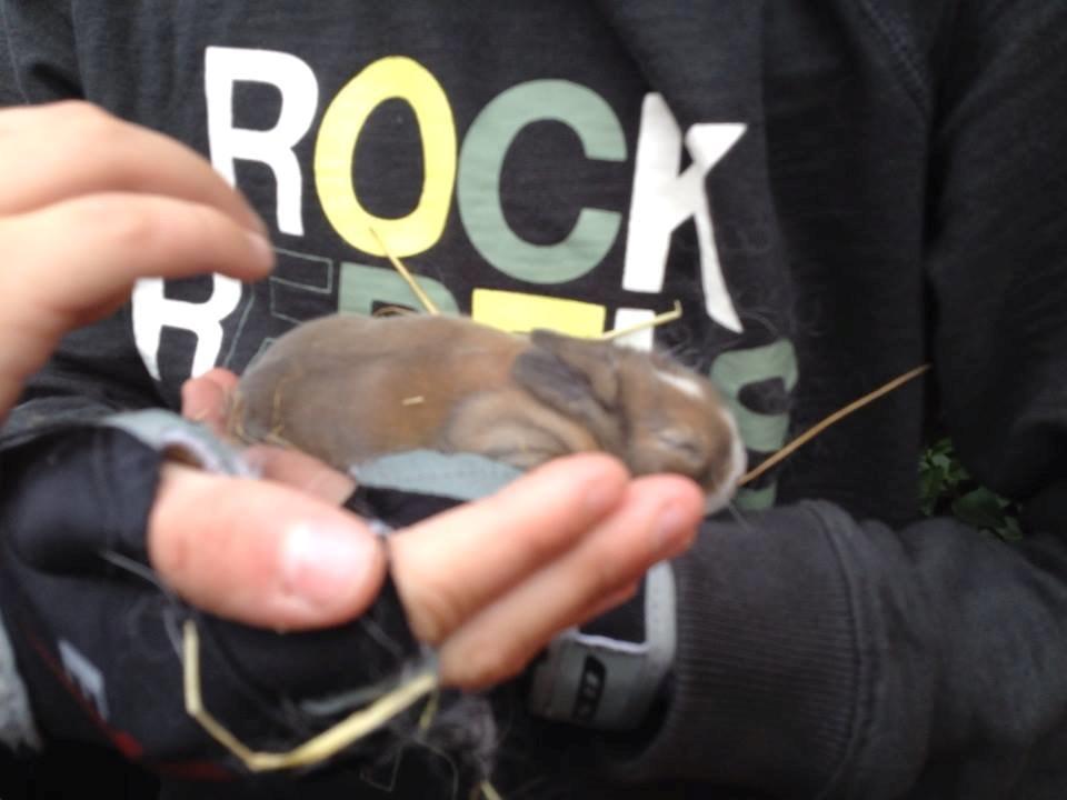 Kanin Fighter by Heart billede 15