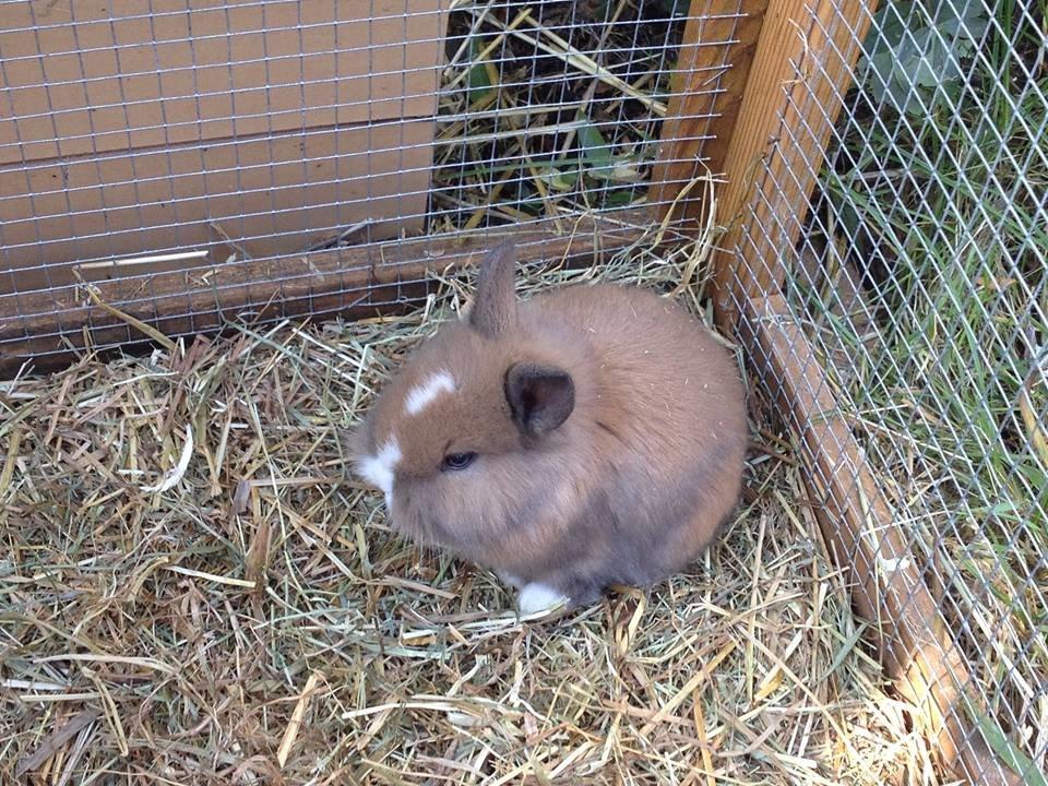 Kanin Fighter by Heart billede 18