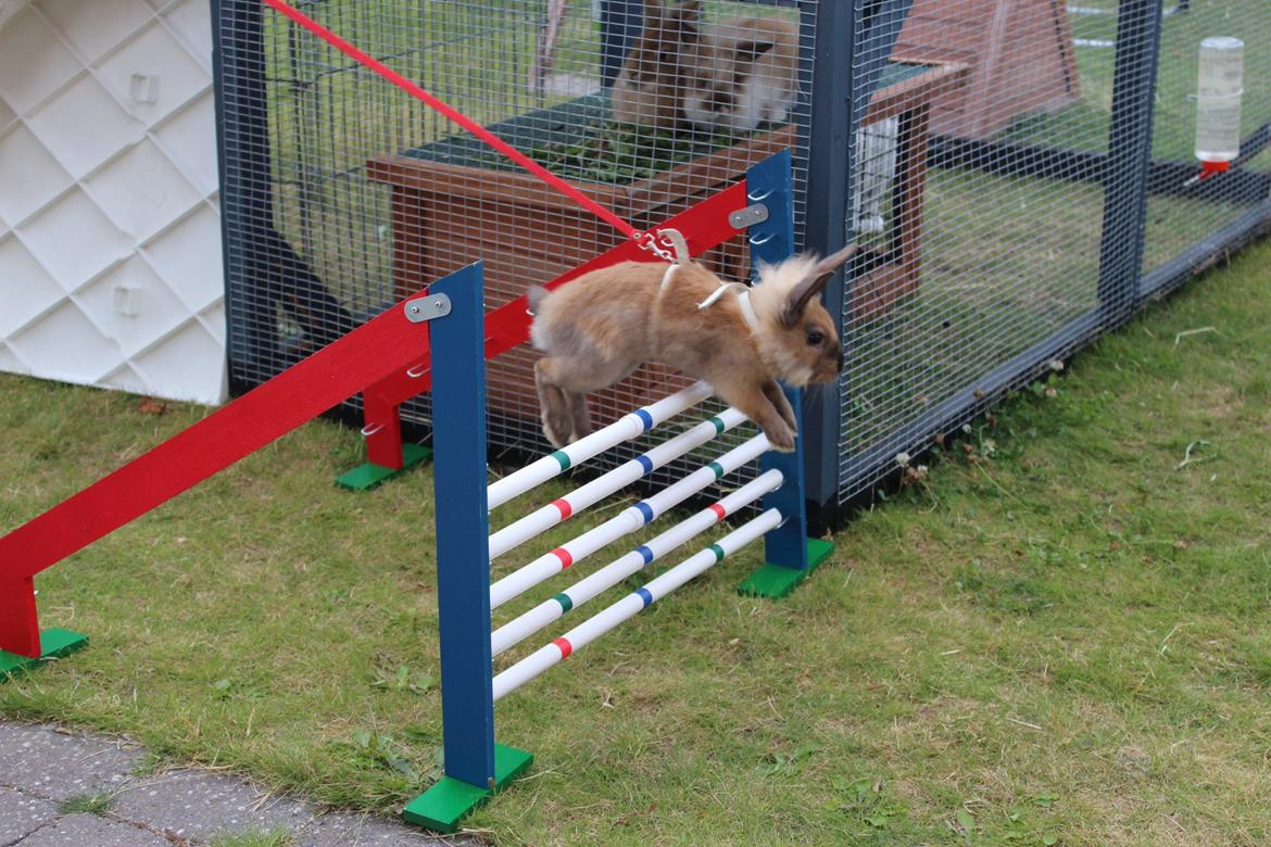 Kanin Gandrups Simba billede 3