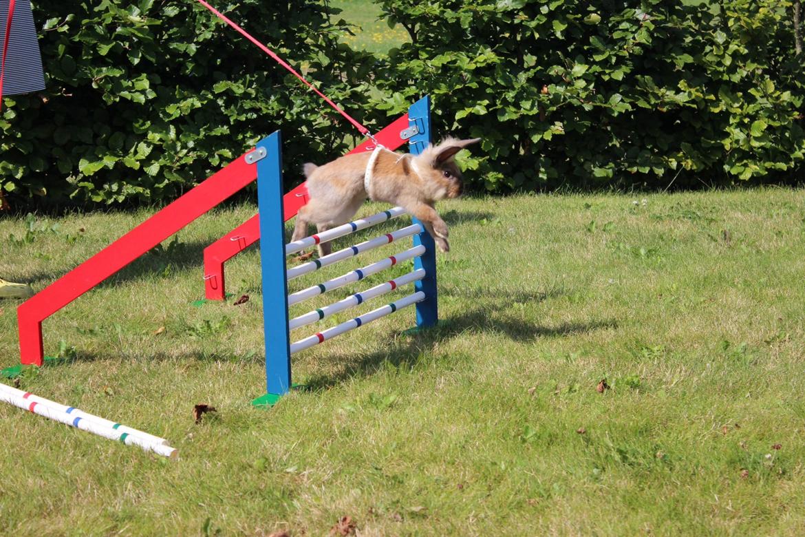 Kanin Gandrups Simba billede 2