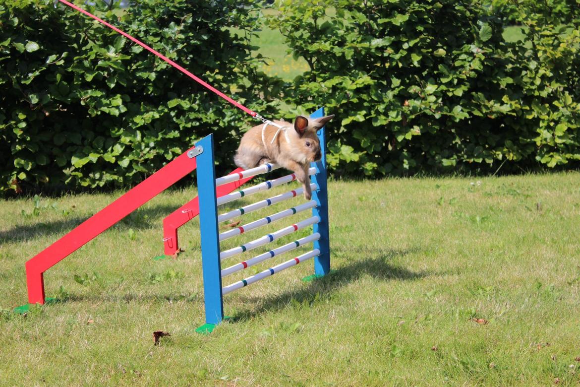 Kanin Gandrups Simba billede 1