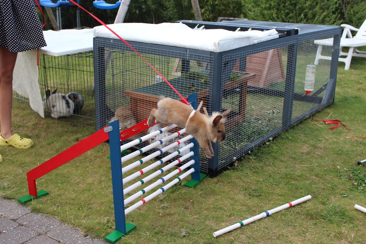 Kanin Gandrups Simba billede 4