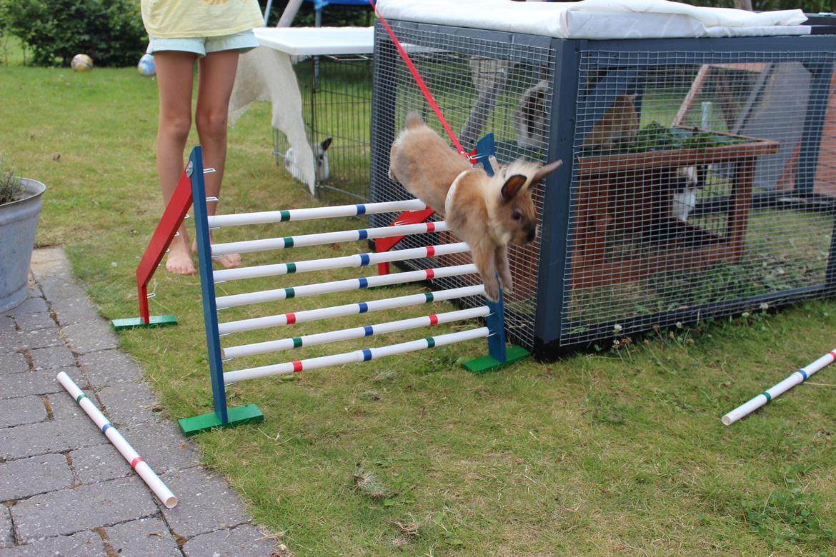 Kanin Gandrups Simba billede 5