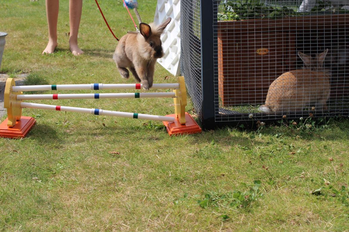 Kanin Gandrups Simba billede 7