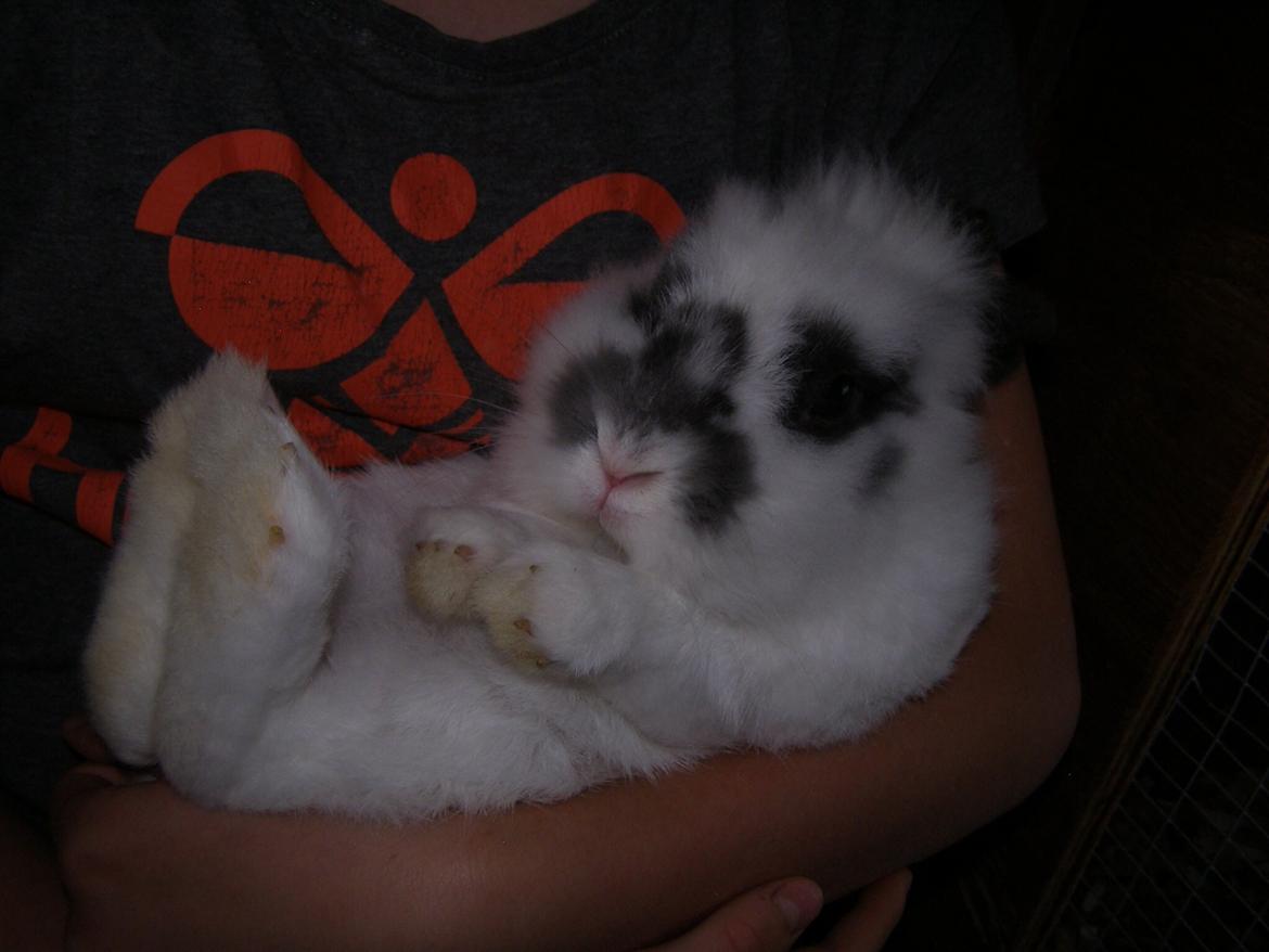 Kanin Pontus billede 10