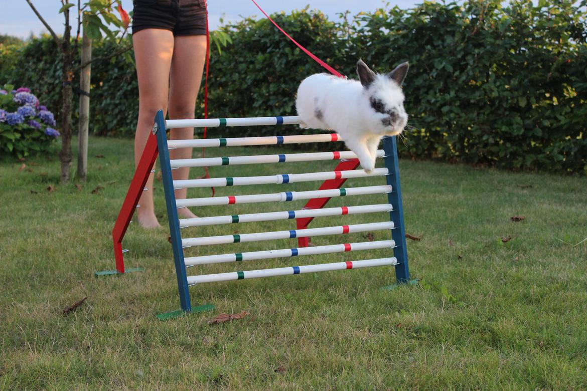 Kanin Pontus billede 11