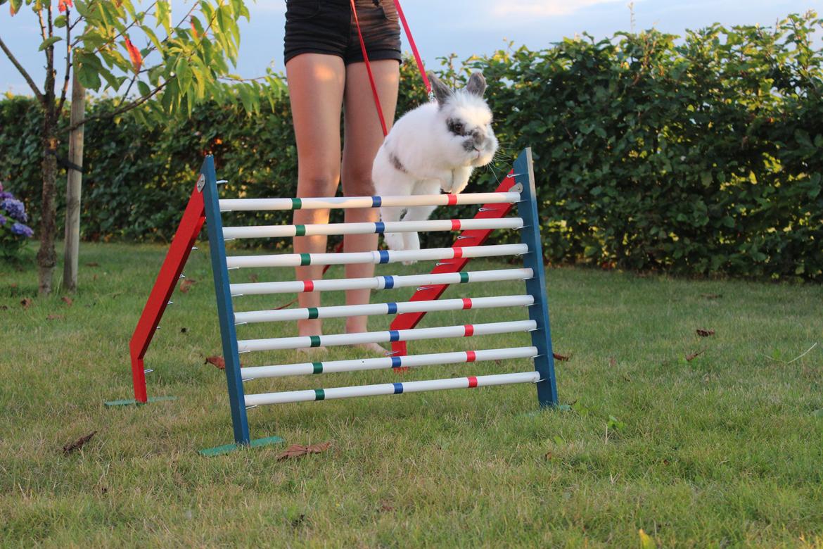 Kanin Pontus billede 12