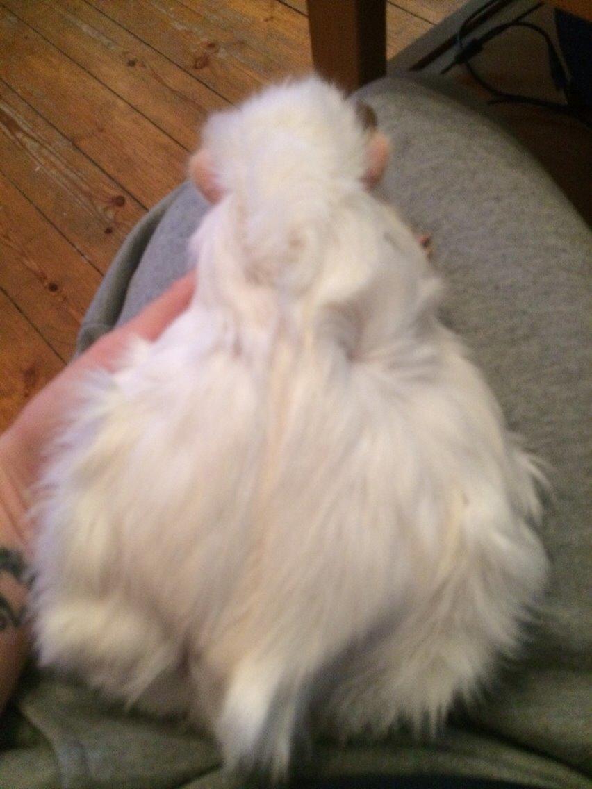 Marsvin Emma billede 6