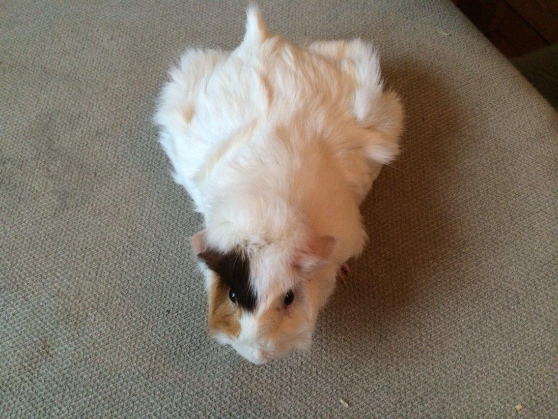 Marsvin Emma billede 7