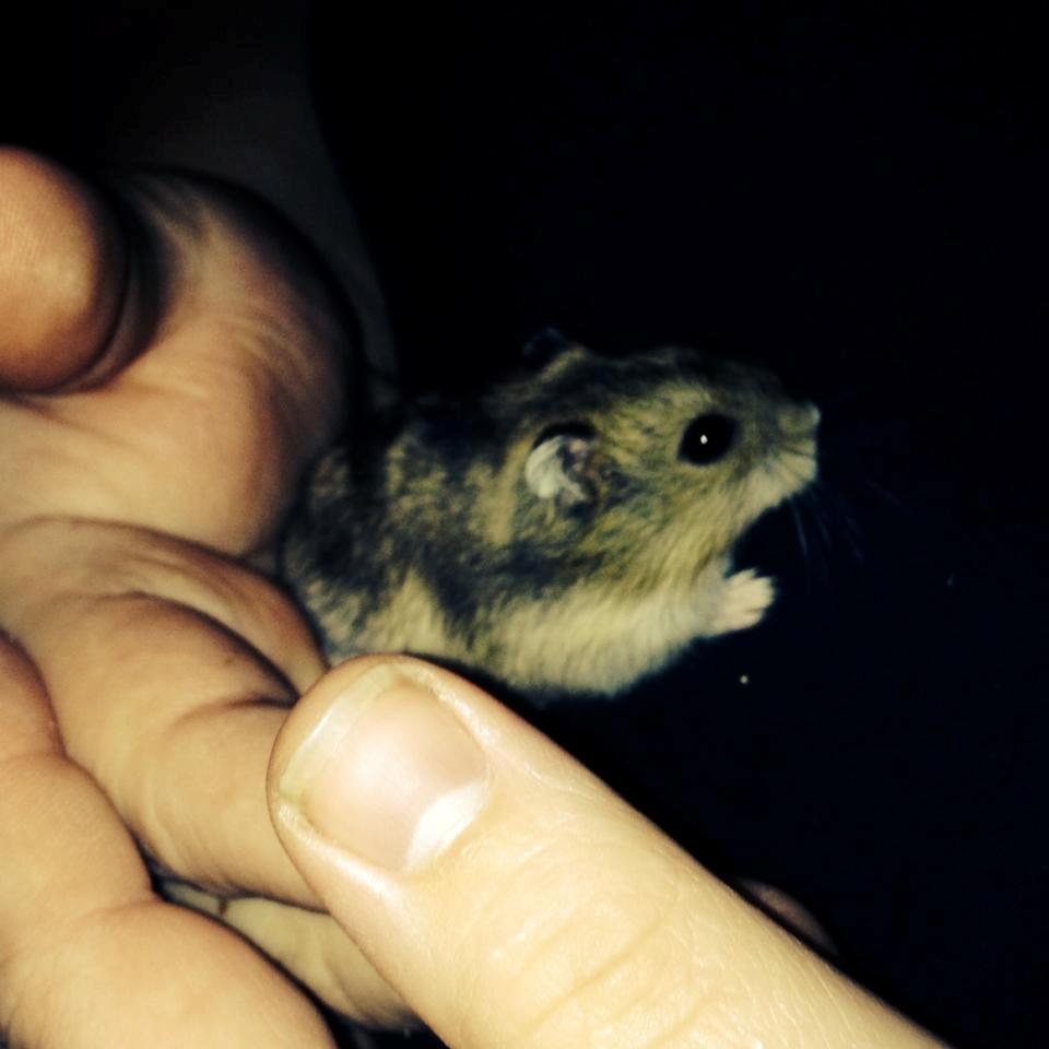 Dværghamster Hammi billede 2