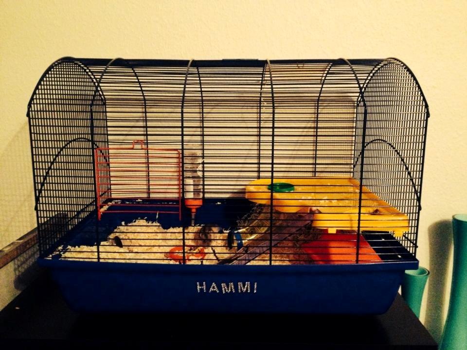 Dværghamster Hammi billede 6