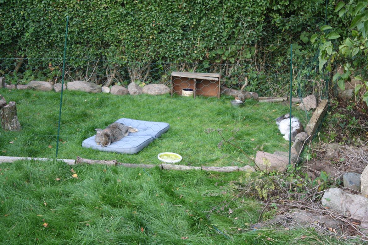 Kanin Kaya - Kaja tager en slapper på puden i deres nye hjem. billede 6