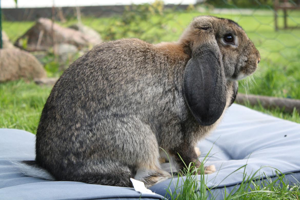 Kanin Kaya - Velkommen til Kajas profil! billede 1