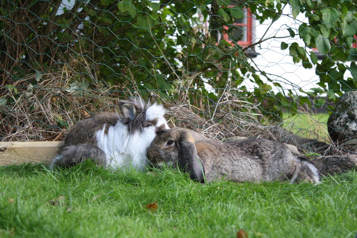 Kanin Kaya - Hendes bedste kastreret ven, Coda. billede 3