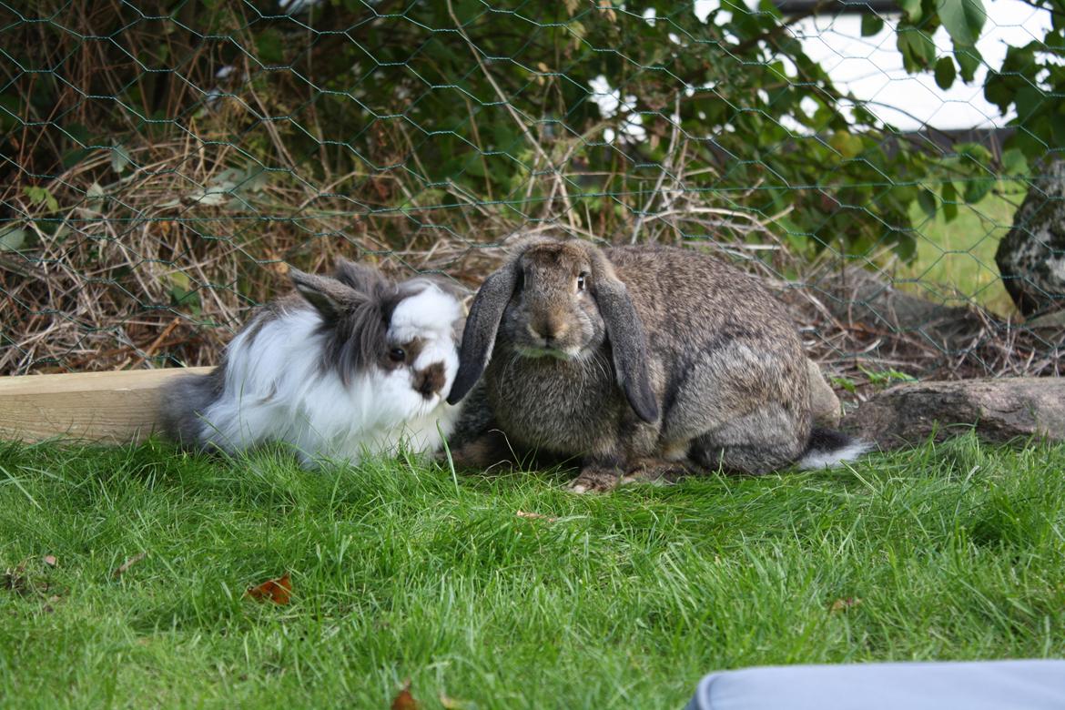 Kanin Kaya - Hendes bedste kastreret ven, Coda. billede 2