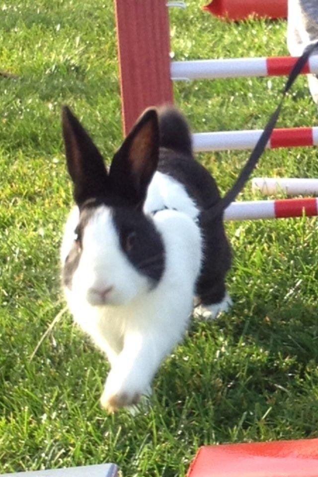 Kanin Hollænder - Stald Harbo´s Cosmo billede 15