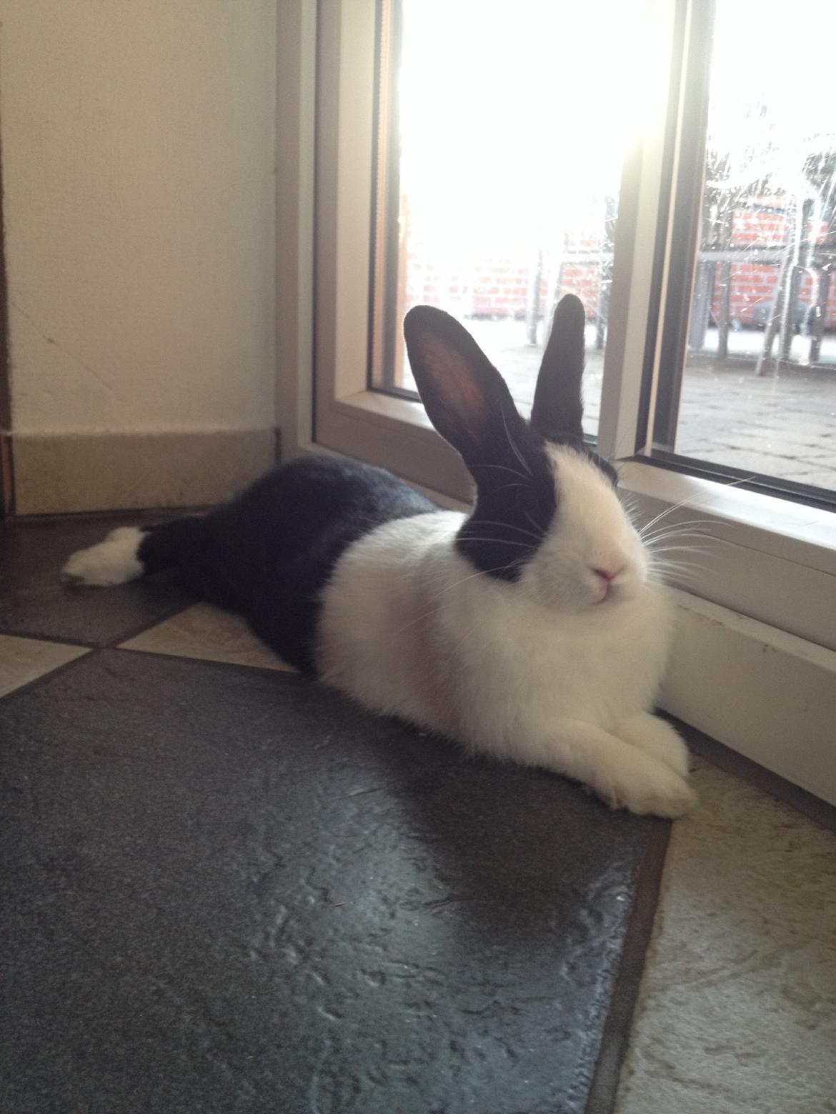 Kanin Hollænder - Stald Harbo´s Cosmo billede 18