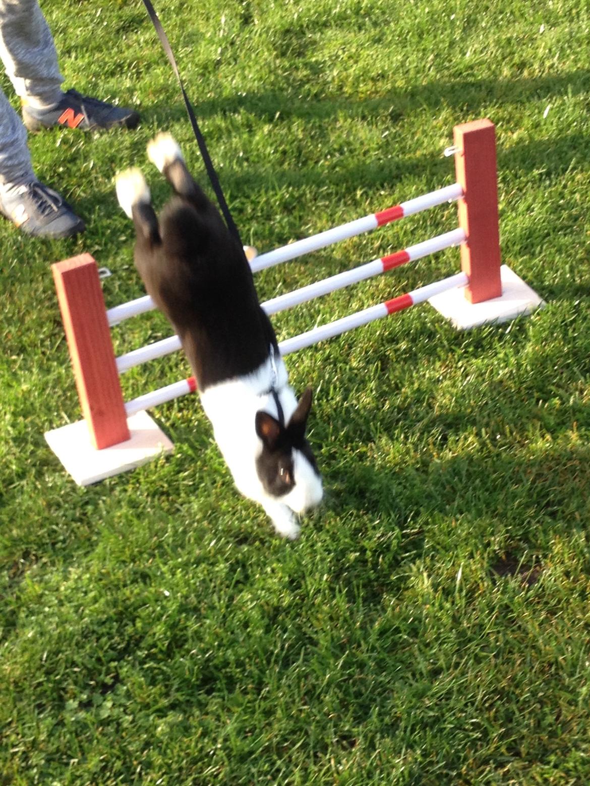 Kanin Hollænder - Stald Harbo´s Cosmo billede 22