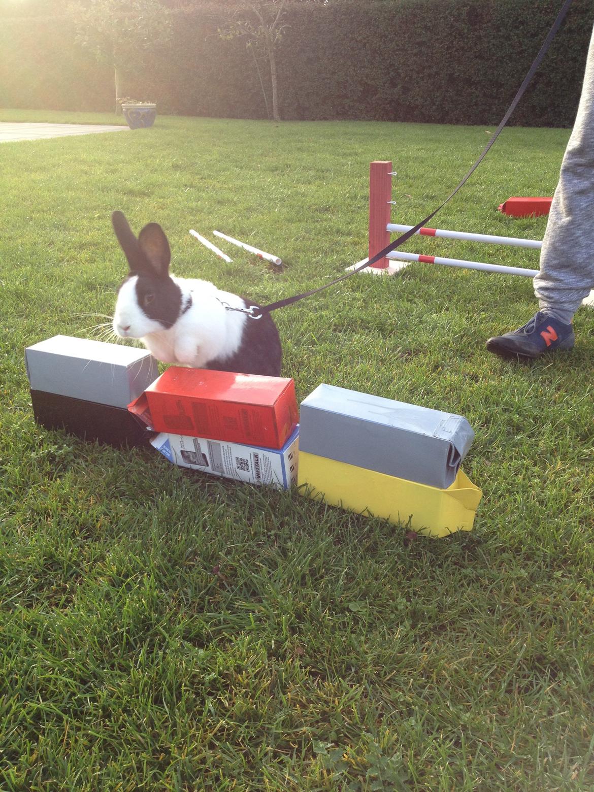 Kanin Hollænder - Stald Harbo´s Cosmo billede 20