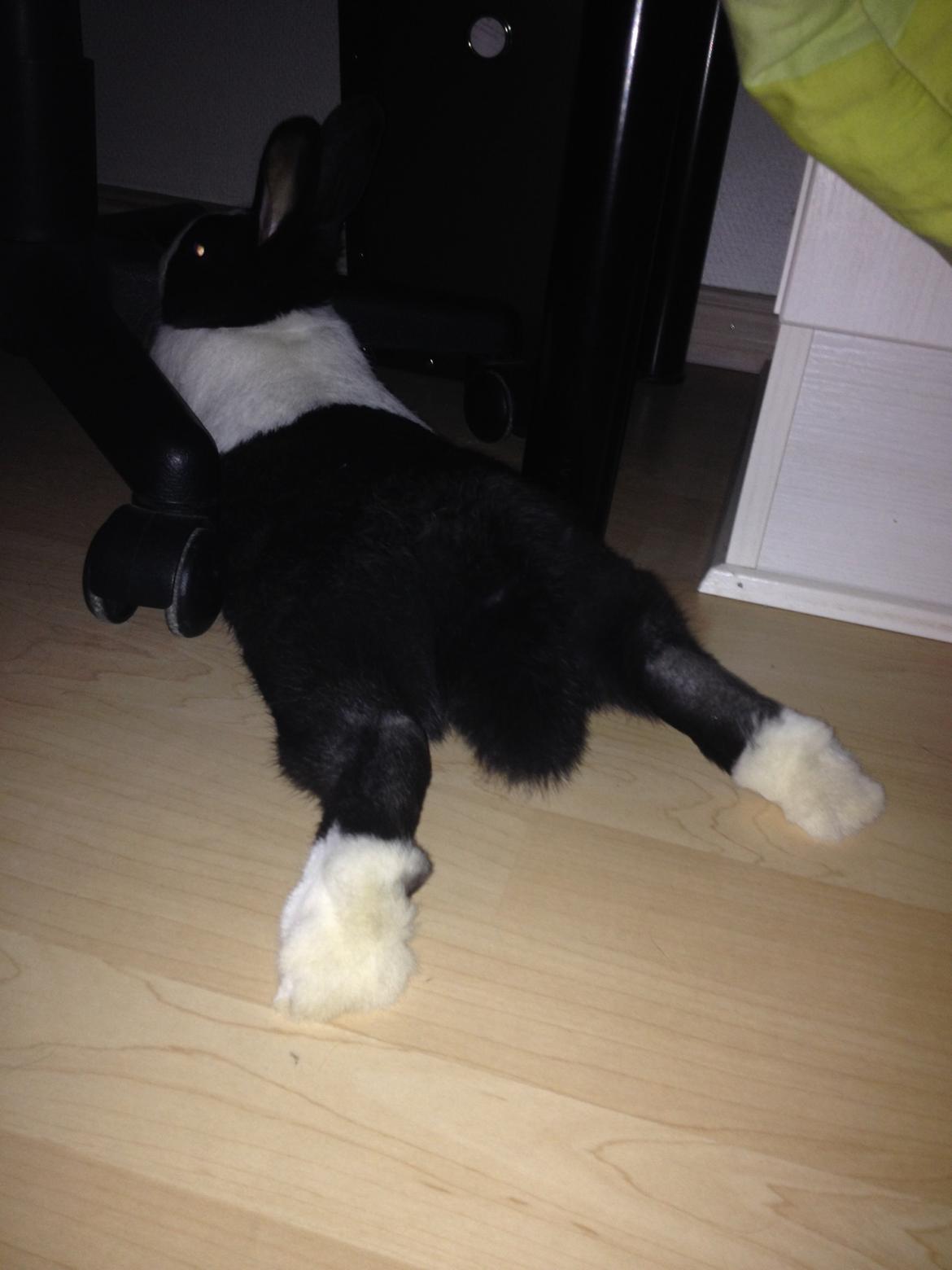 Kanin Hollænder - Stald Harbo´s Cosmo billede 23