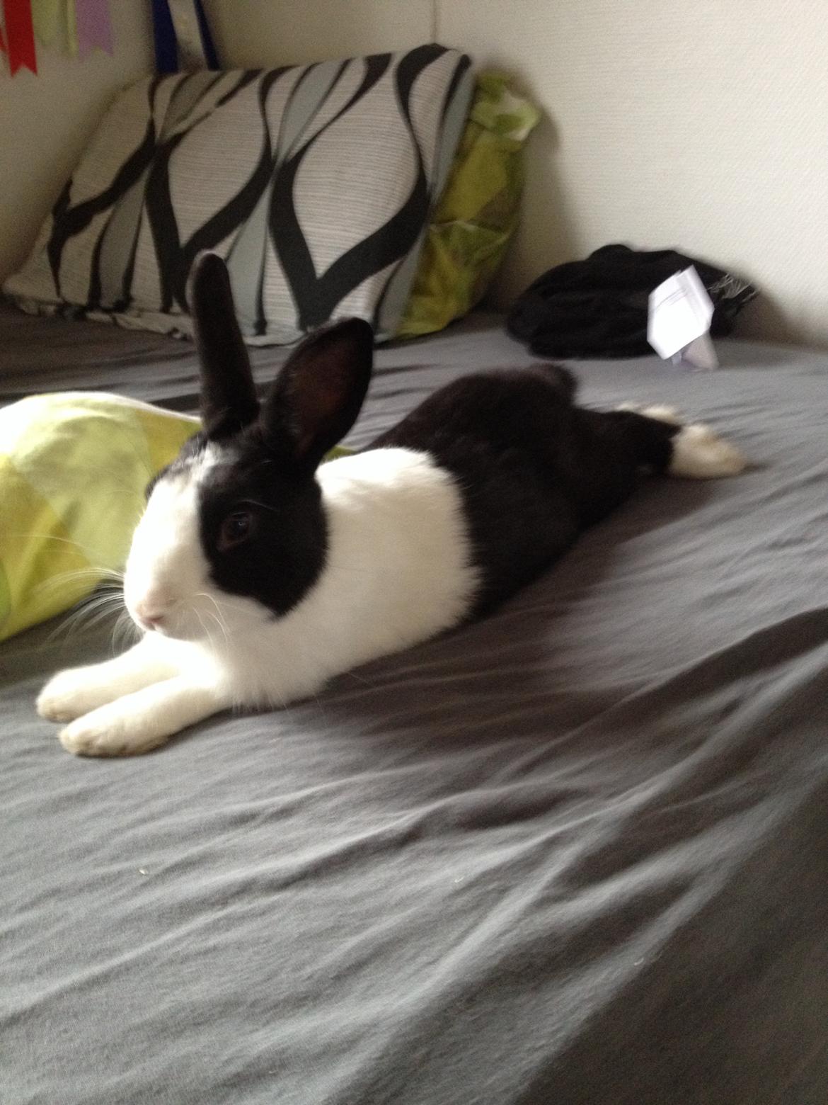 Kanin Hollænder - Stald Harbo´s Cosmo billede 24