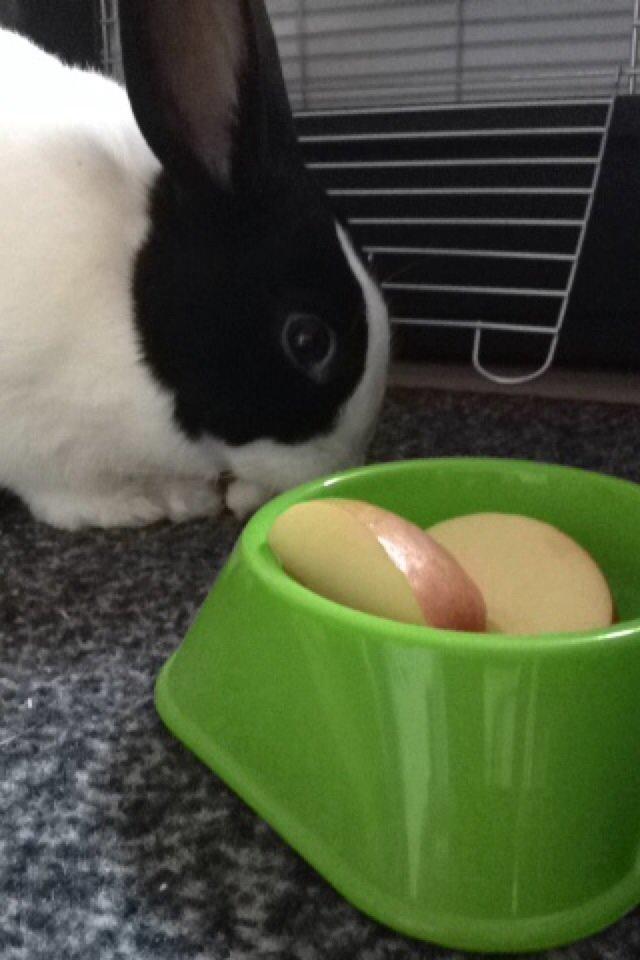 Kanin Hollænder - Stald Harbo´s Cosmo billede 25