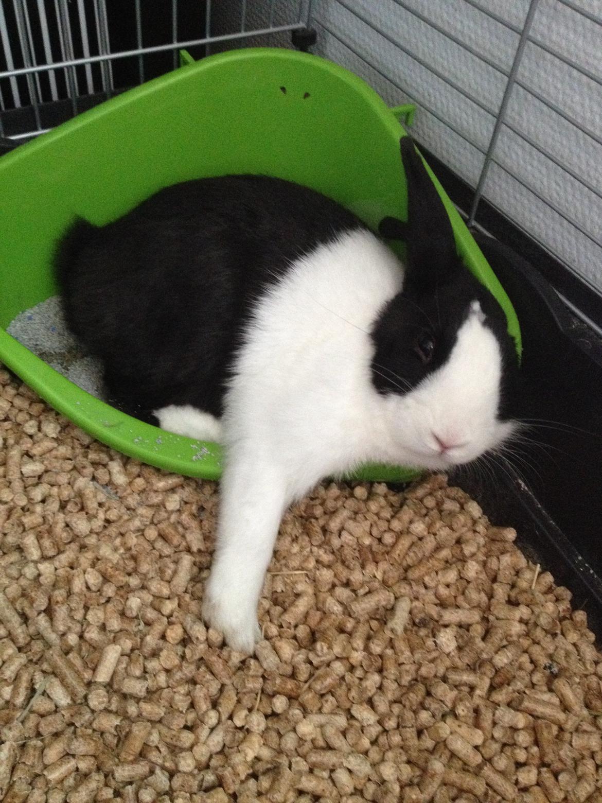 Kanin Hollænder - Stald Harbo´s Cosmo billede 26