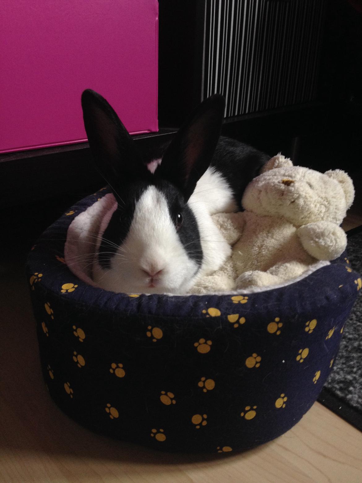 Kanin Hollænder - Stald Harbo´s Cosmo billede 27