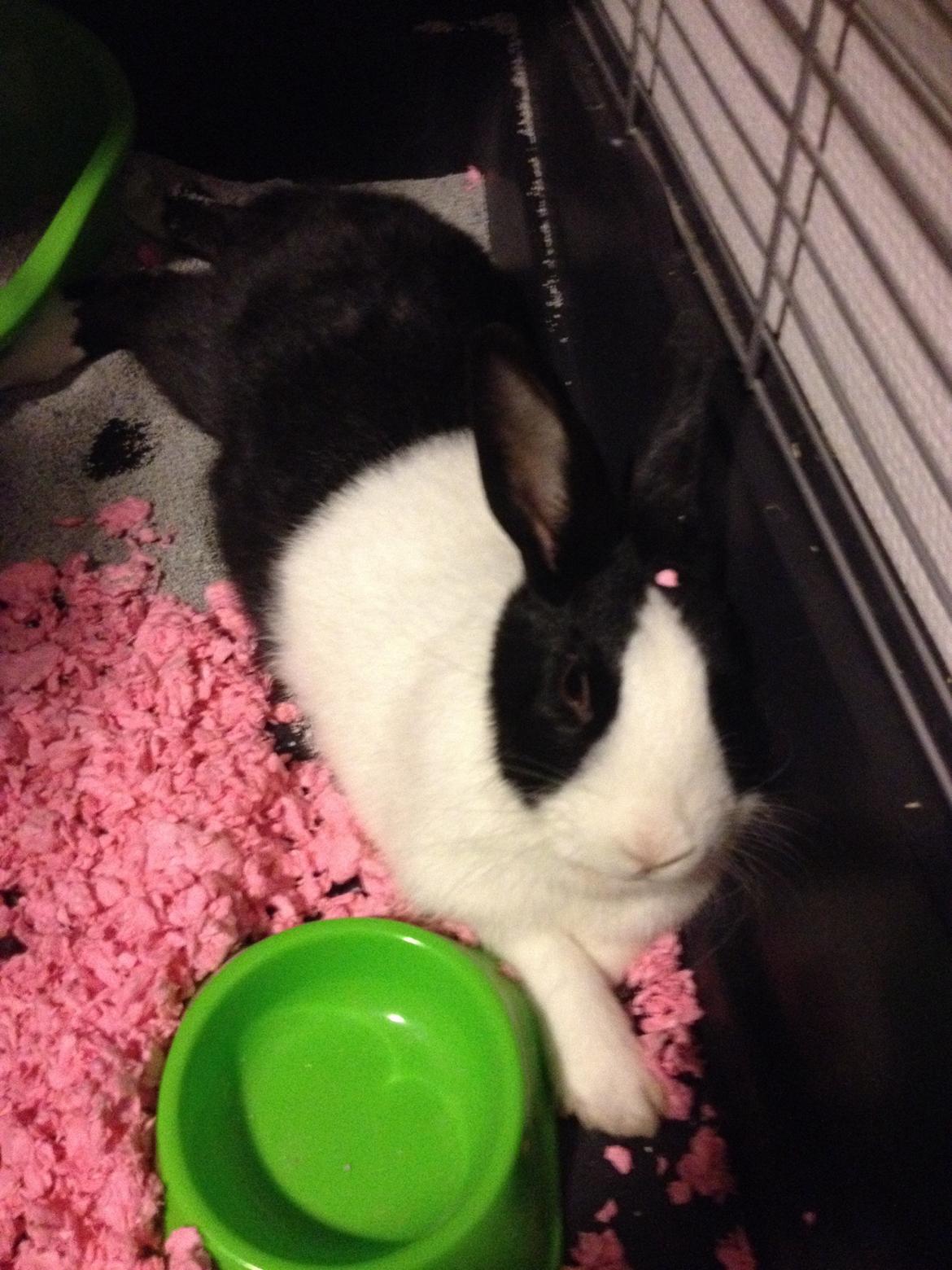 Kanin Hollænder - Stald Harbo´s Cosmo billede 28