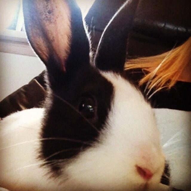 Kanin Hollænder - Stald Harbo´s Cosmo billede 29