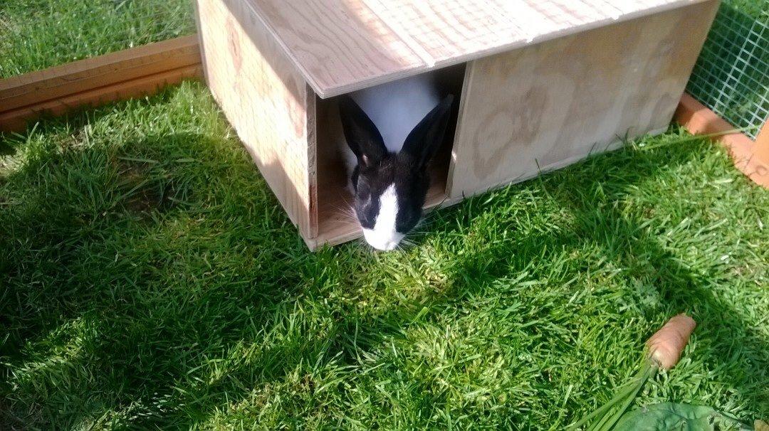 Kanin Hollænder - Stald Harbo´s Cosmo billede 30