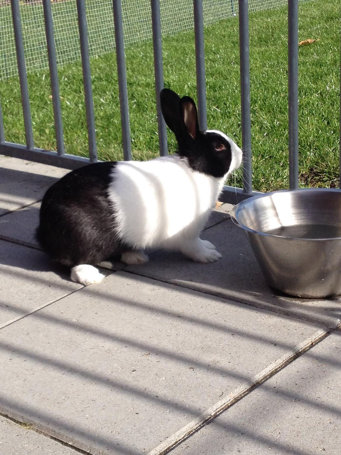 Kanin Hollænder - Stald Harbo´s Cosmo billede 31