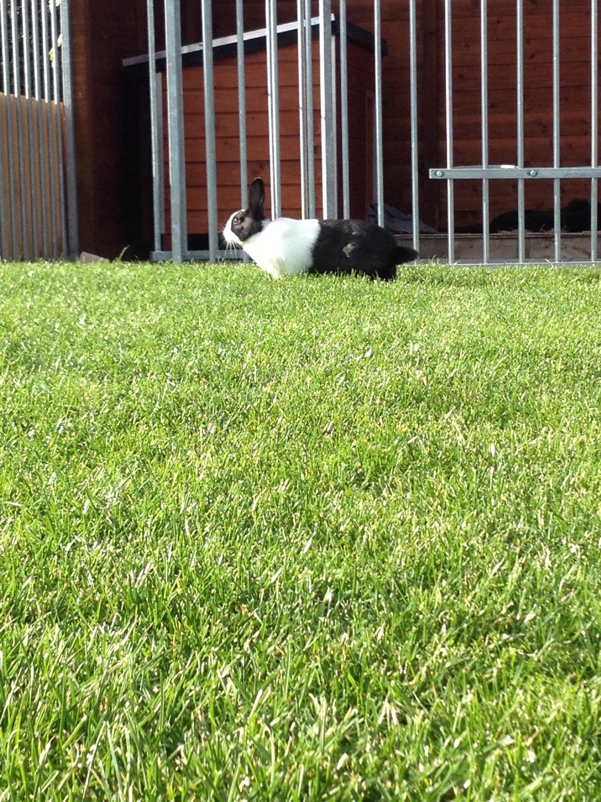 Kanin Hollænder - Stald Harbo´s Cosmo billede 32