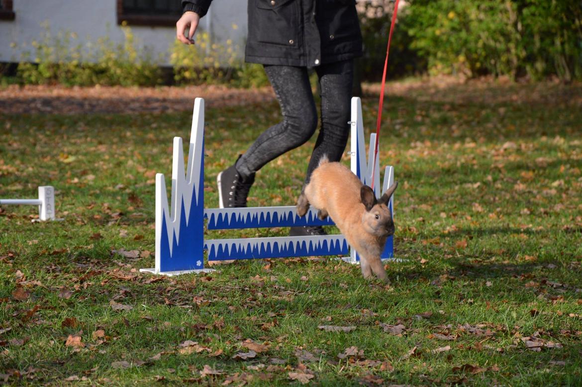 Kanin Maxi billede 5