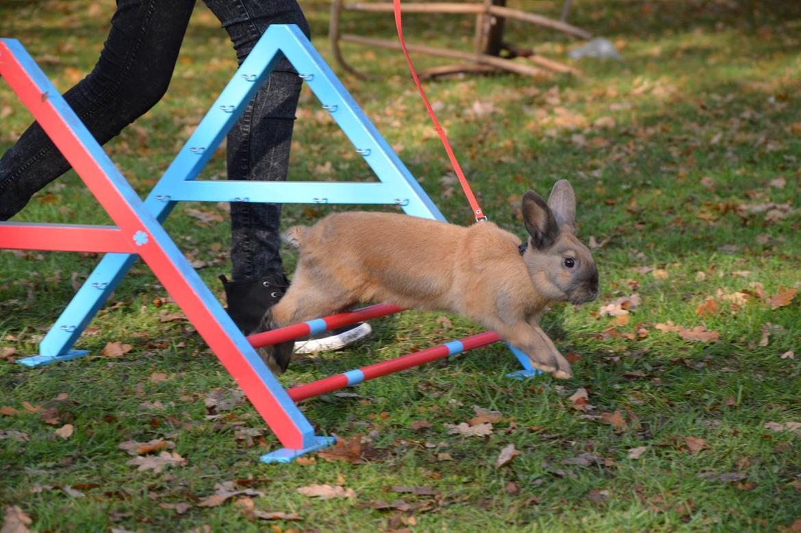 Kanin Maxi billede 7