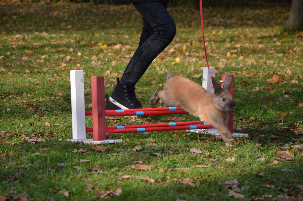 Kanin Maxi billede 3