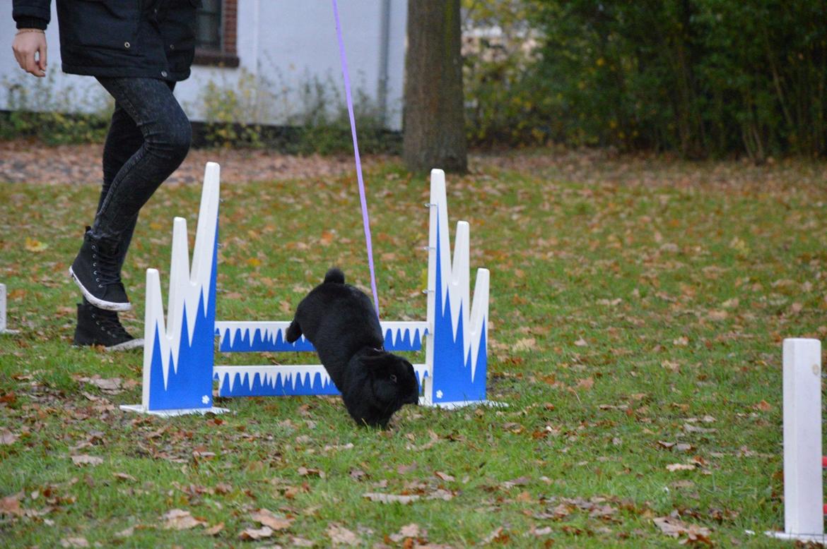 Kanin Magnifique billede 4