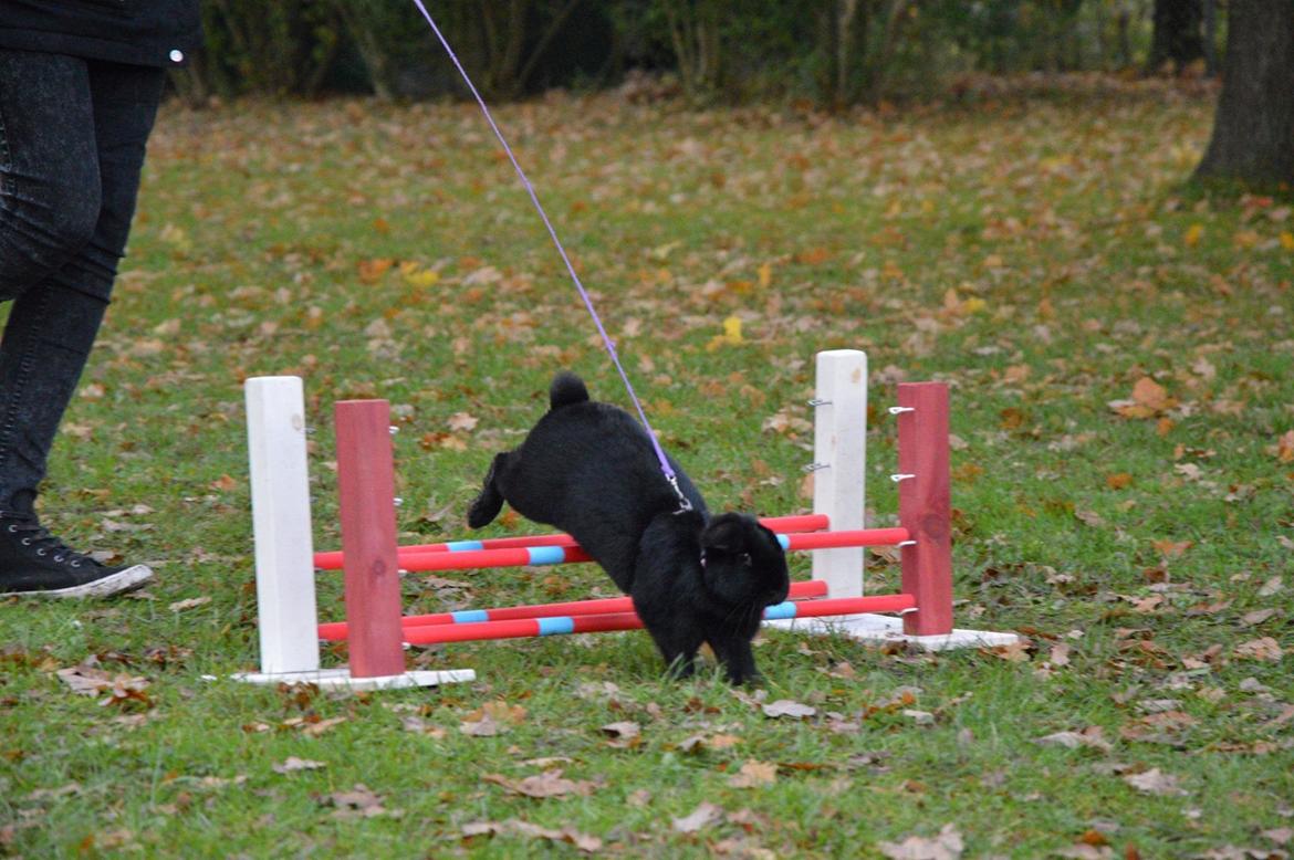 Kanin Magnifique billede 6