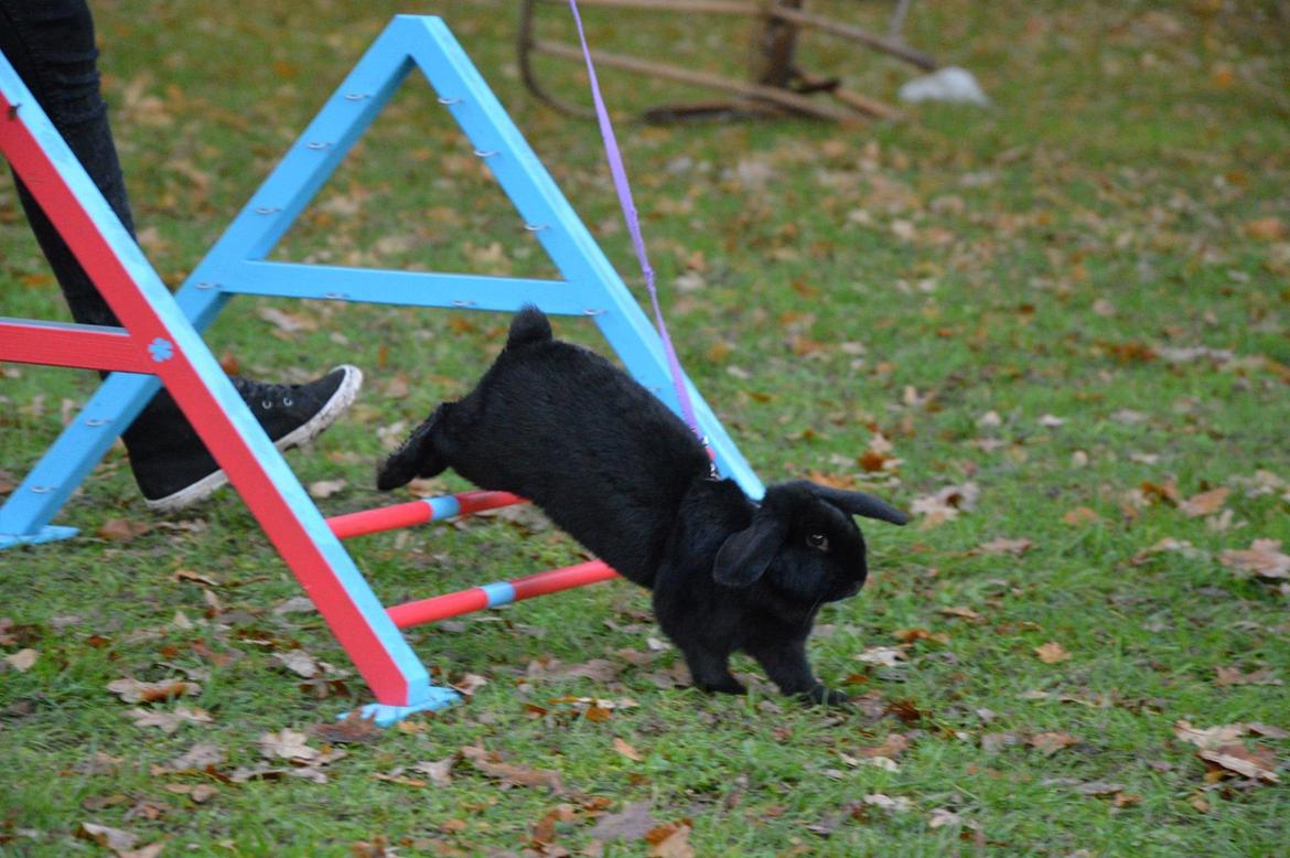 Kanin Magnifique billede 1