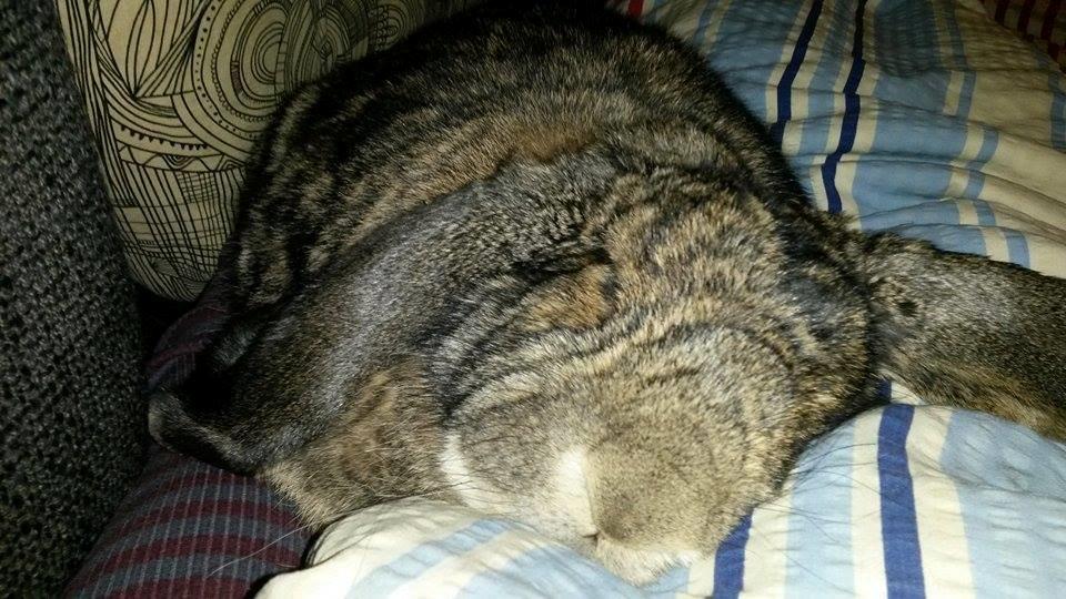 Kanin Mundo Fransk vædder - Mundo sover middagslur i mors favn billede 2